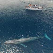 Davey's locker's whale watching cruises operates daily year round making it convenient for long beach visitors and residents to schedule a cruise that fits their itinerary. A Blue Whale Swimming Beside A 75ft Boat Pics