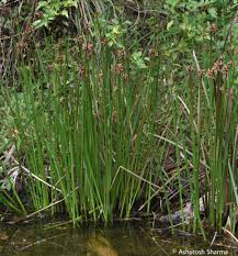 Image result for Schoenoplectiella