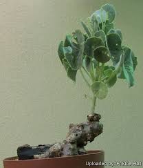 Image result for Senecio milanjianus