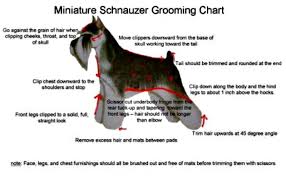 More images for schnauzer cut pictures » Miniature Schnauzer Grooming Tools Pasteurinstituteindia Com