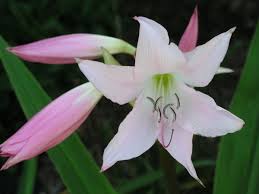 Image result for Crinum moorei