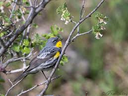 All plumages show a bright yellow rump and yellow on. Yellow Rumped Warbler Singing Amongst The Flowers Feathered Photography