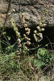 Image result for Cheilanthes inaequalis