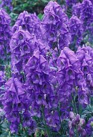 Top Ten Plants Of The Dutch Wave Plants Scent Garden Trees To Plant