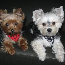 Puppyspot.com has been visited by 100k+ users in the past month Florida Maltese Yorkie Small Dog Rescue We Promote Dogs At Local Rescues Home Facebook