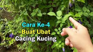 Selalunya doktor veterinar akan memberitahu anda untuk kembali mengambil ubat cacing untuk kucing anda setiap 3 atau 6. Lagi Cara Buat Ubat Cacing Untuk Kucing Secara Sendiri Youtube