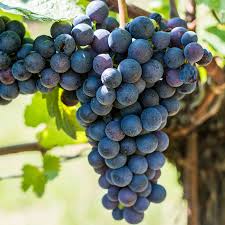 Image result for Vitis