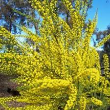 Image result for Acacia lasiopetala