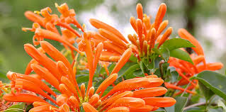 As i'm planning to grow dozens of different plants, i want to prepare the optimal environment for them. The Best Plants For Direct Sunlight