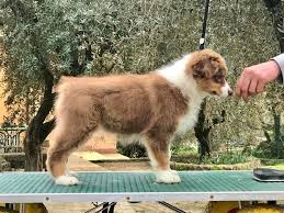 Purchased a red tri male australian shepherd. Female Red Tri 2 5 Months Aussie Revolution Kennel Facebook