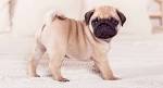 Teacup Pugs What You Need to Know About This Small Breed