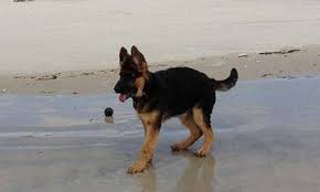 If you are unable to find your german shepherd dog puppy in our puppy for sale or dog for sale sections, please consider looking thru thousands of german shepherd dog dogs for adoption. Florida Shepherds German Shepherds In Florida