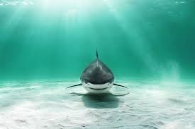 Maybe you would like to learn more about one of these? All Five Oceans Shark Wallpaper
