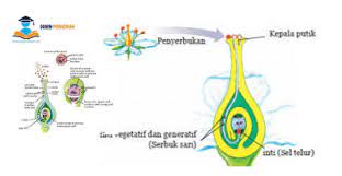 Check spelling or type a new query. Penyerbukan Bunga Pengertian Cara Proses Jenis Gambarnya