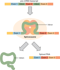 Deoxyribonucleic acid (dna) is a molecule that contains the biological instructions that make each species unique. Protein Synthesis Anatomy And Physiology