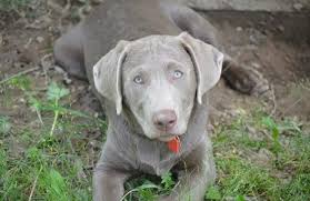 Bill crabtree silver labs specializes in silver labs, but chocolate, yellow and black labradors are also available. Silverwater Labradors We Sell Silver Charcoal Fox Red Chocolate Labradors Silver Labs