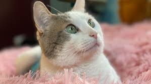 ‪Your Cat's First Season | Vets4Pets‬‏