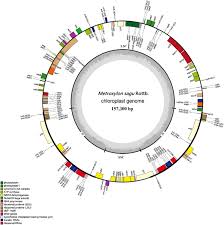 Maybe you would like to learn more about one of these? Complete Chloroplast Genome Sequencing Of Sago Palm Metroxylon Sagu Rottb Molecular Structures Comparative Analysis And Evolutionary Significance Sciencedirect