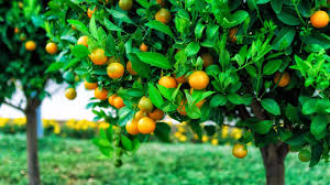 For trees up to the age of five, you can graft all of the branches at once. Fruits Tree Wallpapers Wallpaper Cave