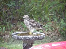 Local Birds Of Central Florida A Local Hawk Cooling Off In Our Birdbath Bird Bath Outdoor Decor Animal Photo