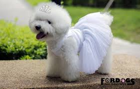 Pin On My Wedding