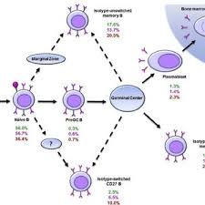 Flow Chart Of B Cell Development B Cell Subpopulations