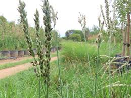 Image result for Alloteropsis cimicina