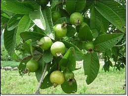 A fruit tree consists of a rootstock, onto which the fruit variety is grafted. Excited To Share The Latest Addition To My Etsy Shop 50 Seeds Guava Plant Seedlings Indoor Plants Garden Decoration B Guava Tree Guava Plant Guava Fruit Tree