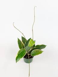 Image result for Carvalhoa macrophylla