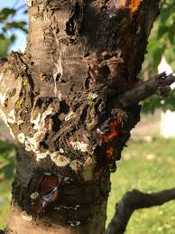 The okame cherry is a small, deciduous tree in the rosaceae (rose) family and reaches 15 to 30 feet tall at maturity. Ornamental Cherry Tree Bark Problems
