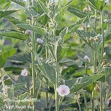 For hair, mucilage binds to the proteins to make strands look thicker. Marshmallow Root Sage Consulting Apothecary