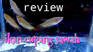 Sejatinya ikan cupang mempunyai 2 jenis bentuk yaitu ikan cupang slayer yang biasa di sebut dengan ikan cupang halfmoon dan ikan cupang aduan yang biasa disebut ikan cupang plakat serta. Begini Bentuk Ikan Cupang Sawah Youtube