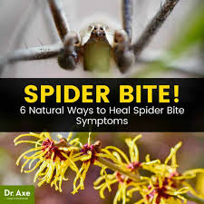I'm not aware of anyone testing the limits of how long they can last. Spider Bite Symptoms How When To Treat Them At Home Dr Axe
