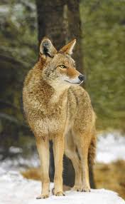Pin On Wildlife