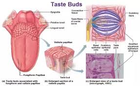 Highly flavored processed foods have hijacked our sense of taste, driving unhealthy it's never too late to get your taste buds back on the right track, says rebecca katz, ms, director of the healing kitchens institute at commonweal and. How Long Until Taste Buds Grow Back After Chemotherapy Quora