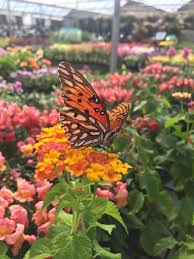We did not find results for: Butterfly Garden Diy Butterfly Garden Beautiful Gardens Diy Garden