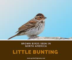 North America Bird Identifier By Picture Brown Birds Seen In North America Little Bunting In 2020 Brown Bird Birds Bird Species