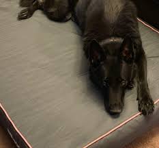 We did not find results for: 7 Best German Shepherd Dog Beds German Shepherd Dog Hq