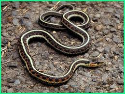 6 Jenis Ular Peliharaan Terbaik Cocok Untuk Pemula Dunia Fauna Hewan Binatang Tumbuhan Hewan Binatang Cocok