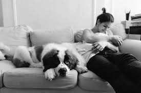 Coat colors are white with either. Black And White Portrait Of Young Mom And St Bernard On A Couch By Sidney Morgan
