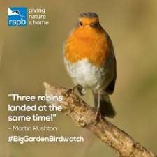 The self isolating bird club is hosting a. 400 Biggardenbirdwatch Ideas Big Garden Birdwatch Garden Tags Big Garden