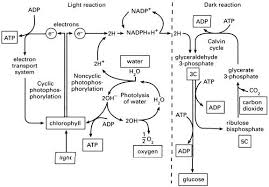 Photosynthesis Amelia Biochemistry