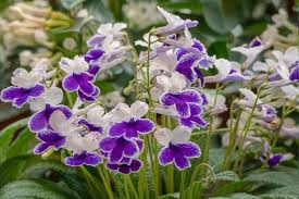 Image result for Streptocarpus kamerunensis