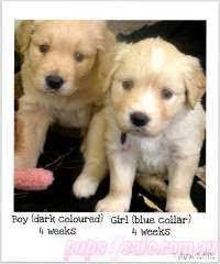 Beautiful Golden Retriever X Border Collie Puppies For Sale Lowood Queensland Golden Retriever Dogs For Sale In Australia Dogs Puppies Collie Puppies For Sale