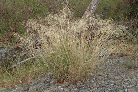 Image result for Styppeiochloa