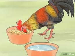 After he unleashes the first crow, the other roosters will each take turns, following an established pecking order and social rank. 3 Ways To Stop A Rooster From Crowing Wikihow