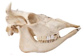 Cabinet Of Curiosities Excerpt The Skulls And Teeth Of