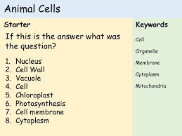 Investigating plant and animal cells. Ks3 Cells Lesson 3 Animal Cells Teaching Resources