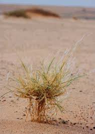 Image result for Stipagrostis