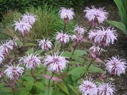 Monarda Bradburiana Dry Area Flower May August Bee Balm Bee Balm Plant Perennials